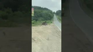 Медведи облюбовали мусорный бак в месте массового отдыха на Сахалине