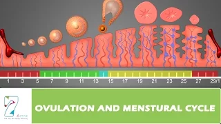 OVULATION AND MENSTURAL CYCLE