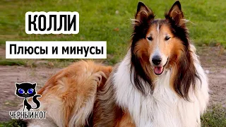 ✔ Колли плюсы и минусы породы. 7 причин завести колли