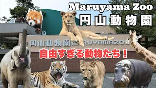 【癒しの楽園】札幌円山動物園に行ってみよう！【Maruyama Zoo】