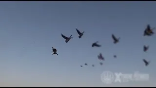 Hunting Canada Goose - Xtreme Flyways