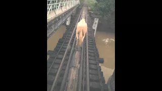 O maquinista, o trem, o cavalo e a ponte.