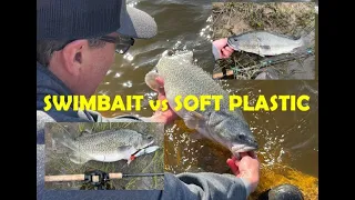 SWIMBAIT vs SOFT PLASTIC - THE MURRAY COD CHALLENGE