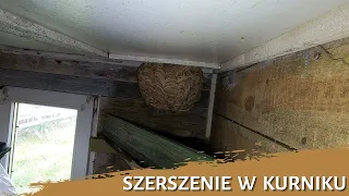 Gniazdo szerszeni w kurniku - usuwanie gniazda - likwidacja gniazda - gniazdo szerszeni - szerszenie