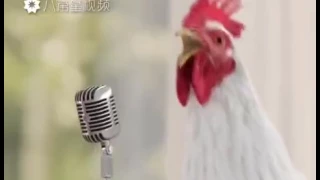 Le coq qui chante