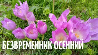 Безвременник осенний ! Опасное  ядовитое ,лекарственное растение. Краткий обзор.