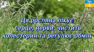 Ця рослина лікує серце, нерви, чистить холестерин, регулює обмін