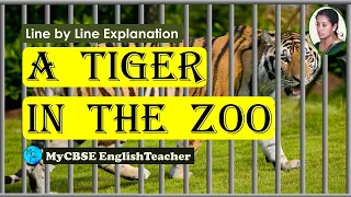 A tiger in the zoo Class 10 line by line explanation