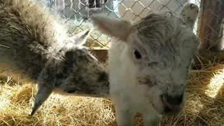 My favorite sheep had her baby!  Week 5 of lambing!