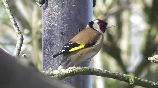 Long - tailed Tits, Blackbirds, Chaffinches, Robins, Bullfinches and Goldfinches