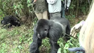 Crazy Gorilla Attack