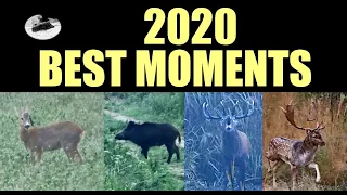 Wild boar hunting red deers and roebucks -  best moments 2020 compilation