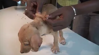 2 puppies with Mangoworms