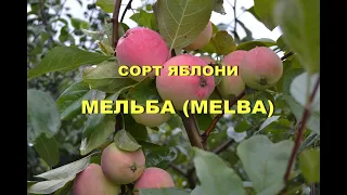 Сорт яблони Мельба (Melba)