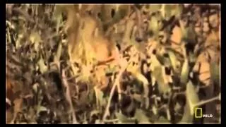 National Geographic Animals Lions and Buffaloes The Mortal Enemies Lions Documentary