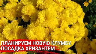 Планируем новую клумбу. Посадка хризантем