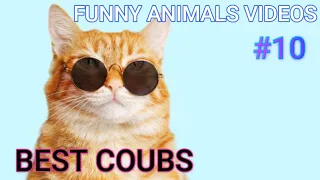 Best Animals Coub #10-СМЕШНЫЕ ЖИВОТНЫЕ 2022-ТОПовая подборка-Funny Animals Videos Compilation 2022