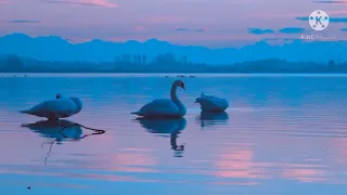 Meditation Music - Swan Music | Relaxing Music | Stress Relief Music |