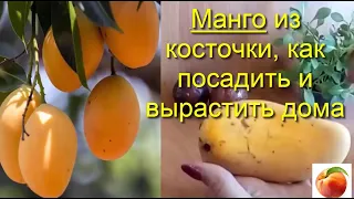 Манго из косточки  Как посадить Дома Вырастить mango Уход Советы  Особый способ  Сделай так Петуния!