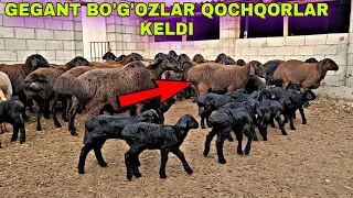 TOZZA XISORI BOGOZ SOVLIQ QOZI QOCHQORLARI KELDI  YANGI PARTIYA SHOSHILING