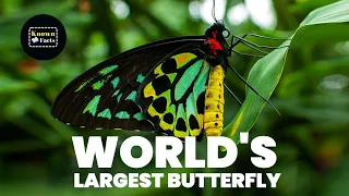 World's Largest Butterfly - The Majestic Queen Alexandra's Birdwing