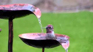 Hummingbird bath - close up 2