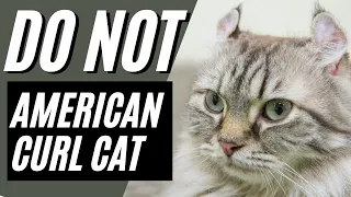 7 Reasons You Should NOT Get An American Curl Cat