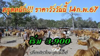 ทรุดหนัก!!! ราคาวัววันนี้ 14ก.พ.67 วันวาเลนไทน์ วัวเลี้ยง วัวไทย วัว วารินชำราบ อุบลราชธานี