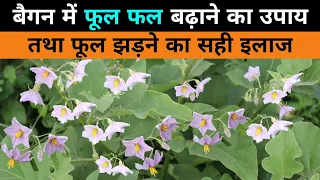 बैगन में फूल फल बढ़ाने का उपाय तथा फूल झड़ने का सही इलाज || Brinjal flower drop control