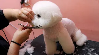 The process of a furry puppy becoming a cute teddy bear. Korean Dog Beautician.