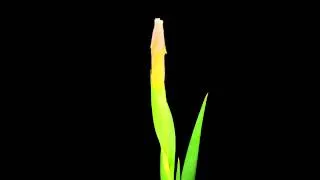 Time Lapse Iris Flower Blooming