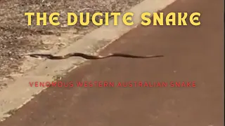 The Dugite-Venomous Snake Encounter #wildlife #snake #nature #native #australia #venomous#busselton