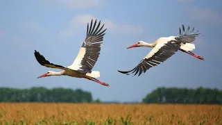 Прекрасна пісня про Україну. Додому повертаються лелеки.