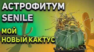 Кактус Astrophytum senile. Мой новый кактус. Пересадка кактуса.