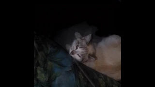 кошка любит спать под одеялом)))