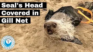 Seal's Head Covered In Gill Net