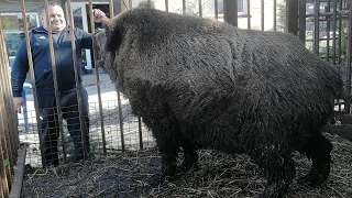 Вой дикого кабана,  не для слабонервных!!!!!! The howl of a wild boar is not for the faint of heart