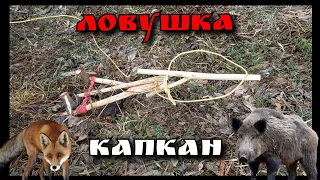 Лучшая ловушка-капкан на зверя. Как сделать ловушку на кабана,зайца, лису...