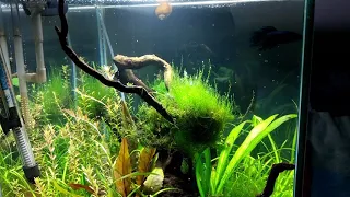 Lowtech planted aquarium (Photosynthesis)