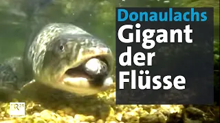 Der riesige "Donau-Lachs": 25 kg schwer - 1,50 m lang | BR24