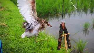 unique birds trap making and catching bird(bog)||amazing technique ||Beautiful paradise in BD||