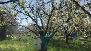Stropirea Prunilor după înflorire