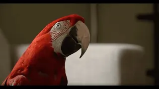 Что будет, если говорящего попугая оставить на стройке?