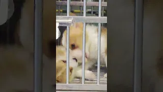 Tik Tok 2023 Chó Phốc Sóc Mini 😍 Funny and Cute Pomeranian 😺🐶 | cute animals370.21