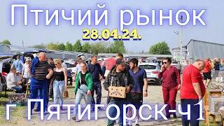 Pigeons prices Bird market Pyatigorsk -ch1