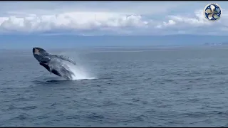 Parker Maritime Technologies Focused on what’s at stake: Mother Humpback Whale and Her Calf.