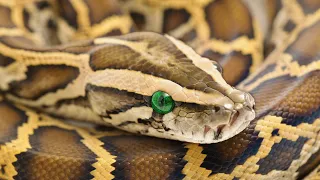 Can Giant Burmese Python Survive Deadly Hunters And Freezing Cold? | Python Hunters | Real Wild