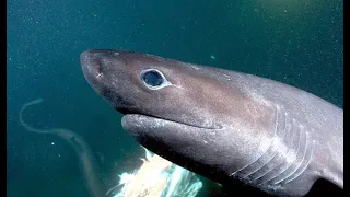 Шестижаберная акула. Погружение в бездну