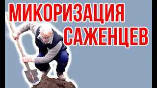 Микоризация саженцев плодовых деревьев / Микофренд / Игорь Билевич