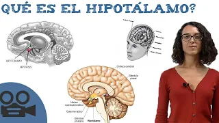 Qué es el hipotálamo - Hipotálamo definición